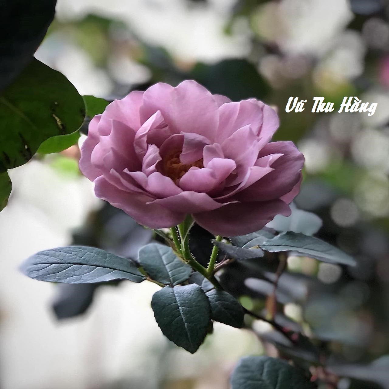 ĐÌNH VIỆN THÂM THÂM