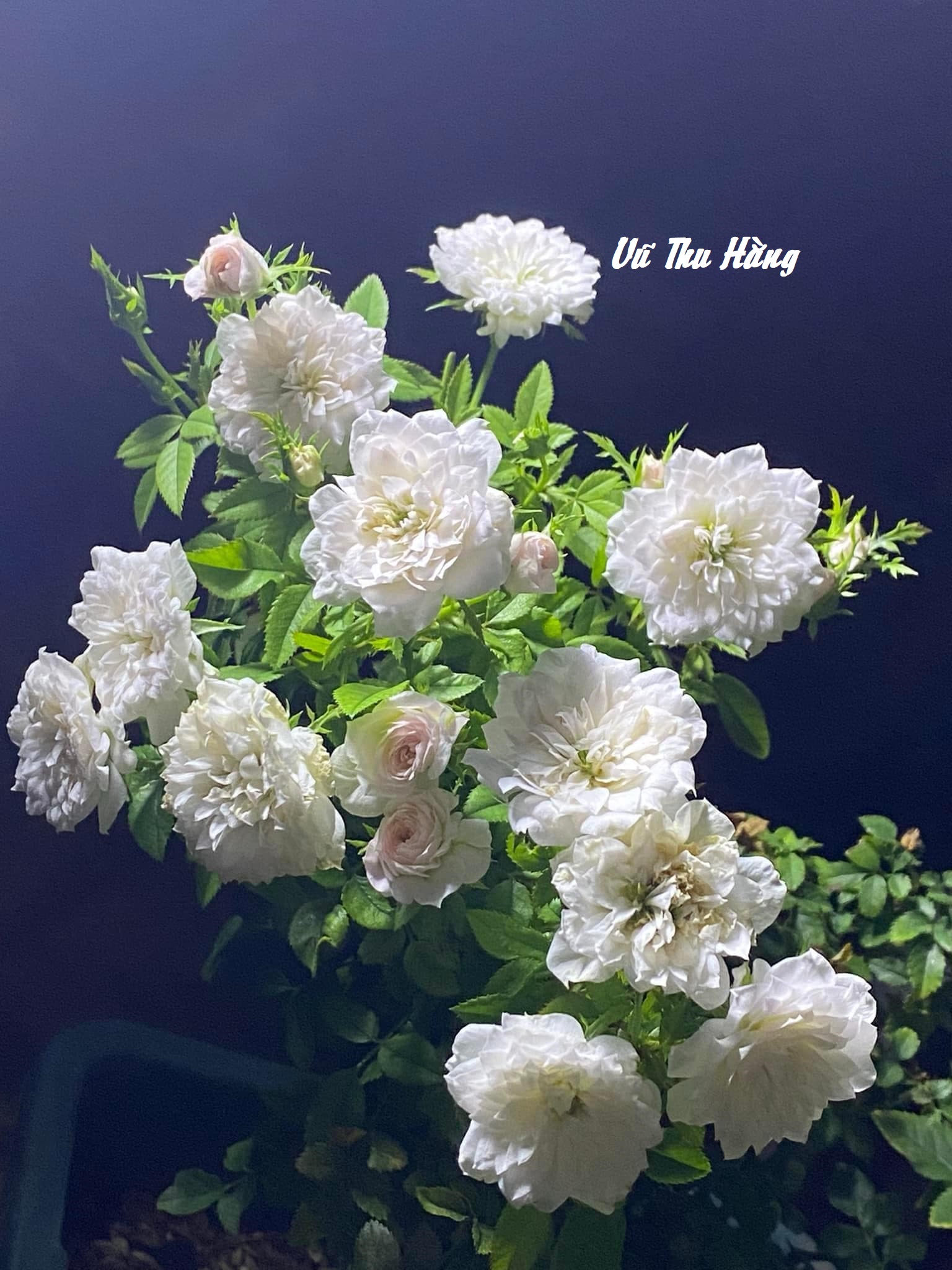 NGŨ TỨ TÌNH THƯ