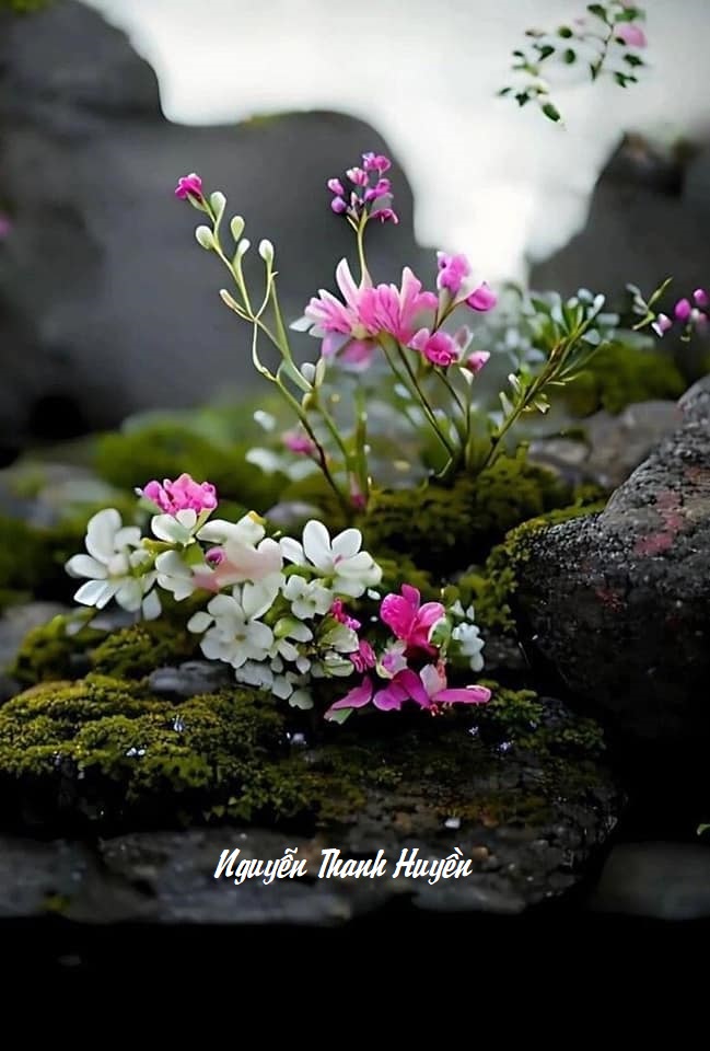 CƠN MƯA ĐÚNG LÚC