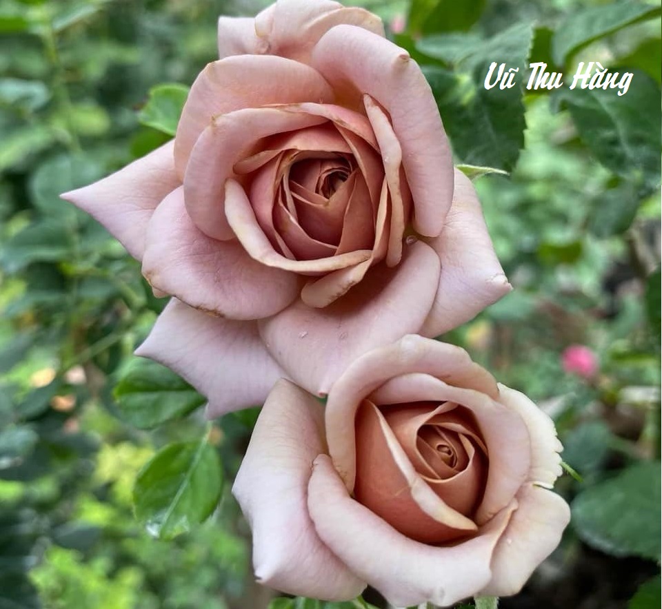 NỮ HOÀNG TÀI NGUYÊN 