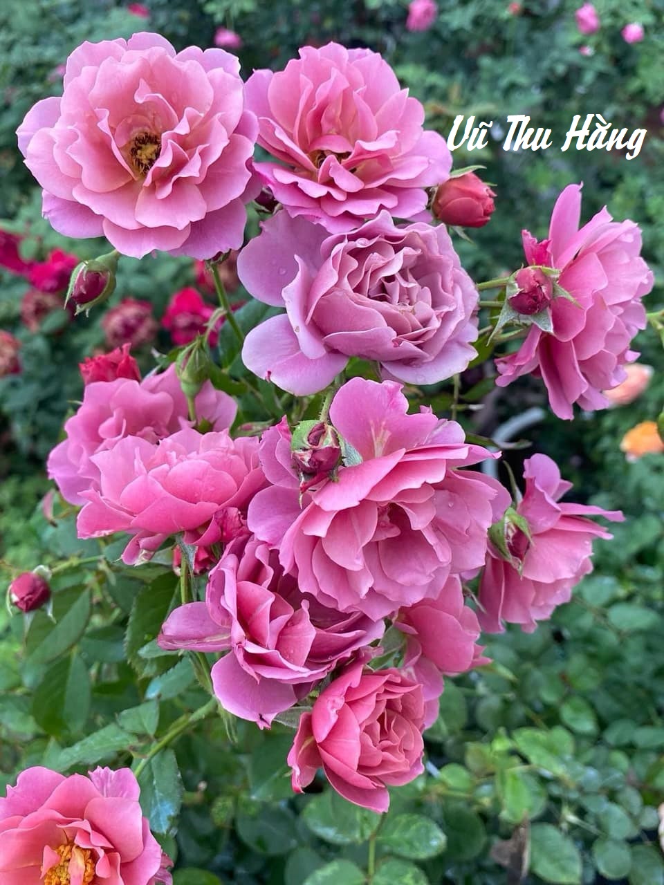 Truyện AN AN BẤT AN