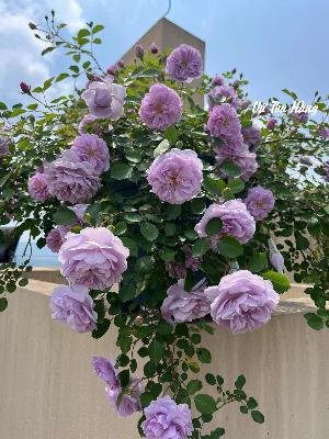 A UYỂN - Nhân Trí