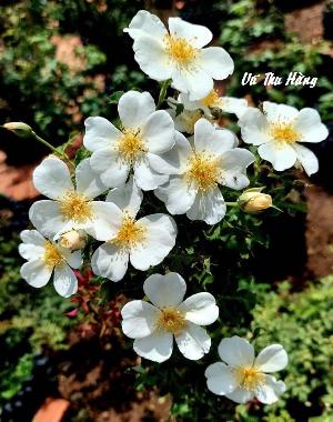 CÔ HỌC TRÒ CỦA TÔI 