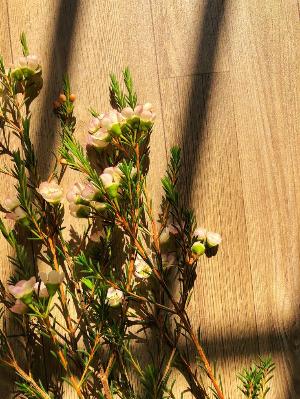 Hoa Lê Rơi Trong Gió Chiều