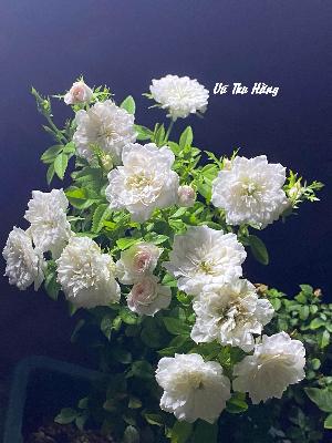 NGŨ TỨ TÌNH THƯ