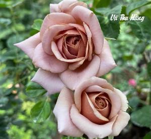 NỮ HOÀNG TÀI NGUYÊN 